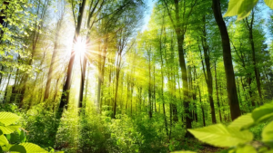 Medir las constantes vitales de los bosques en tiempo real para conservarlos y protegerlos