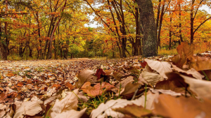 Otoño en los valles: alternativas para disfrutar de propuestas al aire libre