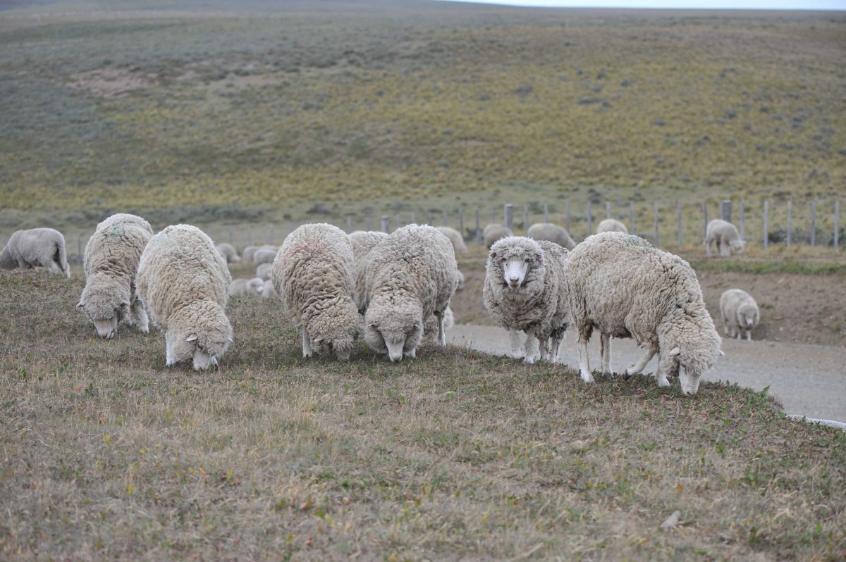 Estudio. Los servicios ecosistémicos de los pastizales fueron estimados a través del potencial para producir carne y lana.