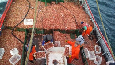 Langostinos. Desde enero, el recurso era explotado por el sector pesquero artesanal de Río Negro, pero la reducción del tamaño de las capturas obligó a imponer restricciones. Foto: archivo.