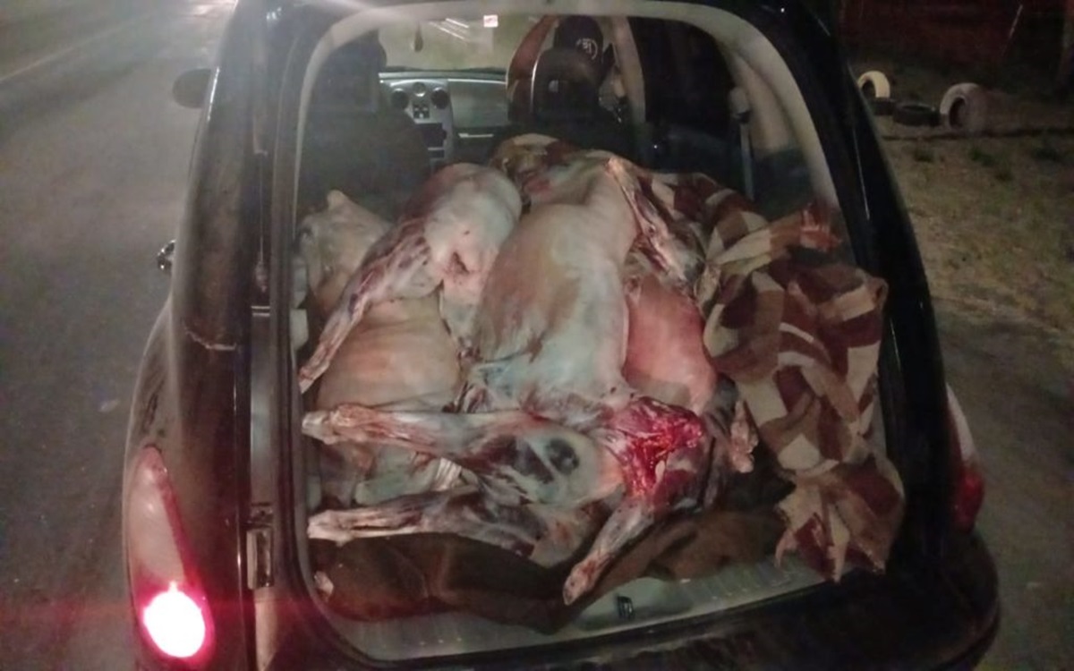 La carne era transportada de manera irregular. Foto: Gentileza Policía de Río Negro.