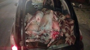 Decomisaron 2.500 kilos de carne clandestina sobre Ruta 22, en Río Colorado: «En menos de una hora»