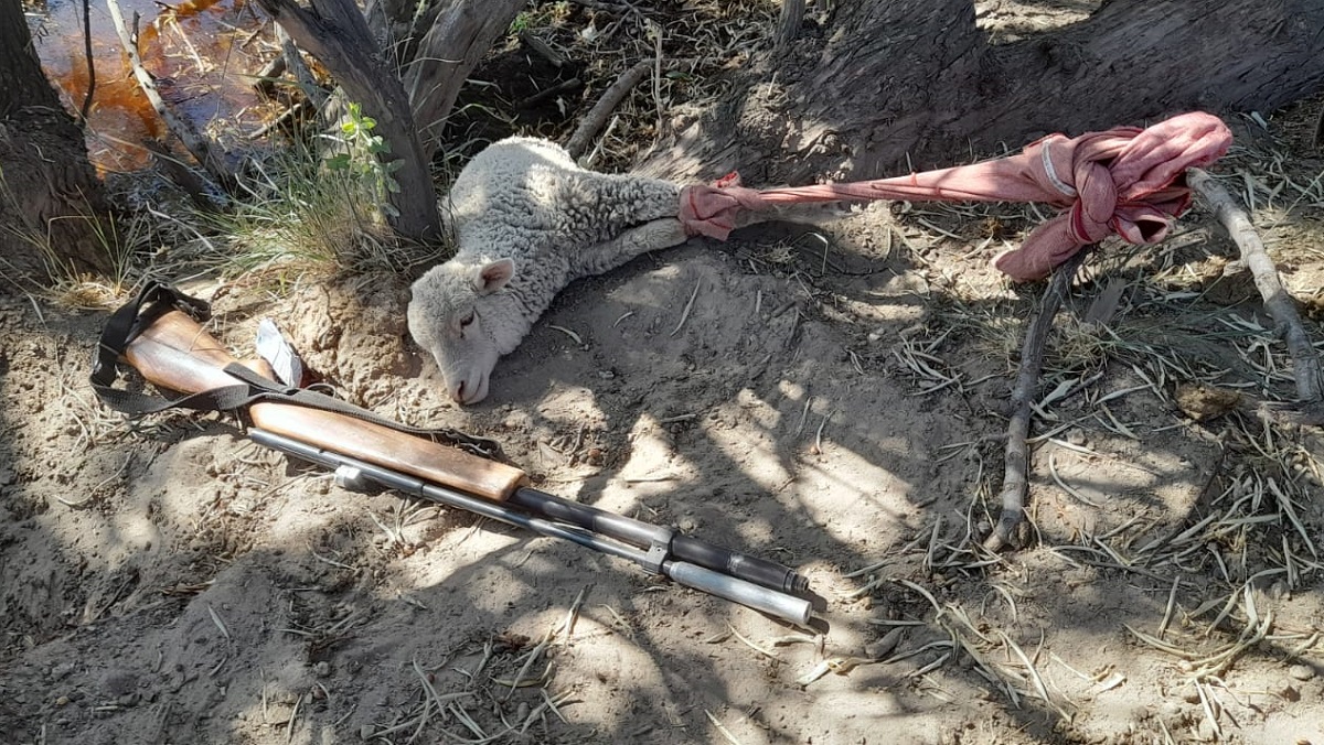 Los efectivos de la comisaría 41 de San Javier hallaron una oveja atada a un árbol.