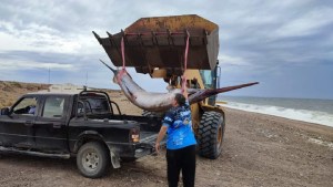 El impactante hallazgo de un pez espada en las costas de Puerto Lobos en el Golfo San Matías