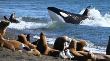 Imagen de Fue a Península Valdés, filmó el ataque de orcas a lobitos marinos y su video da la vuelta al mundo