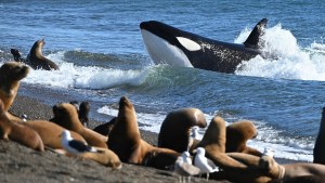 Fue a Península Valdés, filmó el ataque de orcas a lobitos marinos y su video da la vuelta al mundo