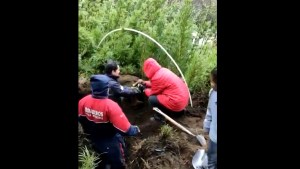 Video: Bomberos de Pehuenia rescataron a un perrito y se llevaron el reconocimiento de toda la villa