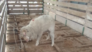 Les secuestraron la carne faenada y hasta un animal vivo que llevaban en la caja de la camioneta en Roca