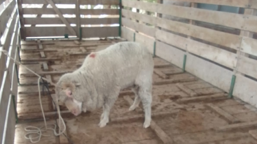 Les secuestraron la carne faenada y hasta un animal vivo que llevaban en la caja de la camioneta en Roca