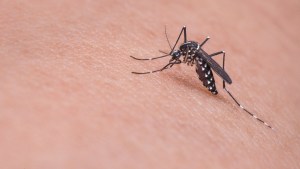 En Río Negro ya son 33 los casos &#8216;importados&#8217; de dengue: hasta ahora no hay contagios por mosquitos de la zona