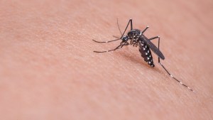 Brote de dengue en Argentina: ya son 161 los muertos y más de 230.000 los casos registrados