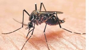 Opinión | Dengue en la región: la importancia de un ministerio y de la publicidad oficial