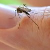 Imagen de Detectaron cuatro casos de dengue en Bariloche