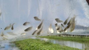 Cultivan peces y camarones para controlar poblaciones de mosquitos