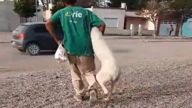 La imagen del sospechoso al momento de llevarse un animal. Foto: Agrupación Kllejeros