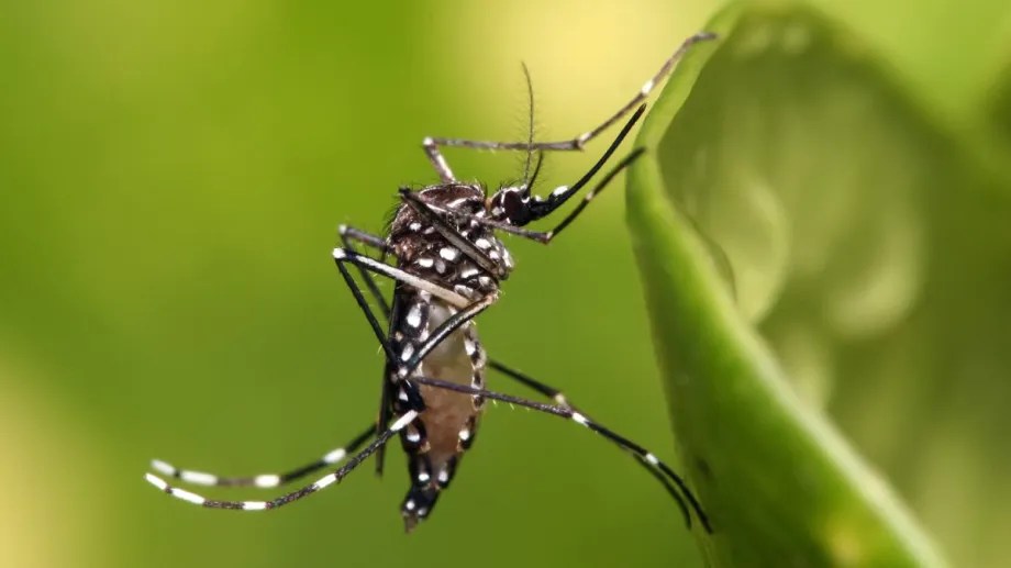 El mosquito Aedes Aegypti tiene rayas negras y blancas. Foto: archivo