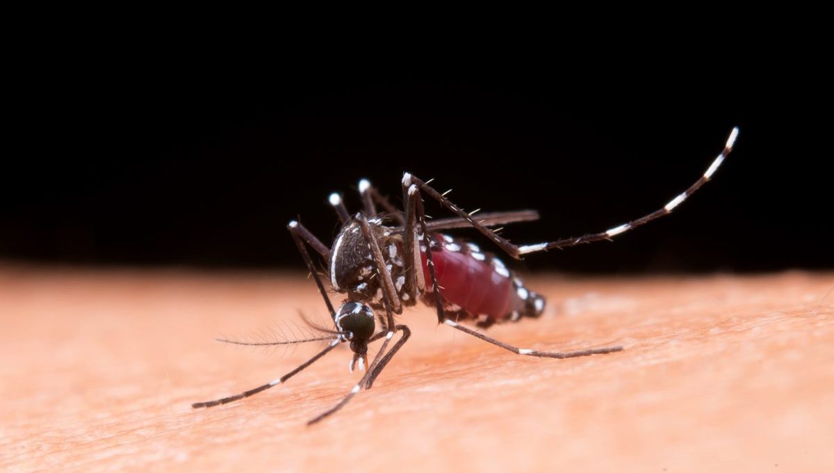 El dengue es una enfermedad viral transmitida por la picadura de hembras del mosquito Aedes aegypti (Crédito Freepik)