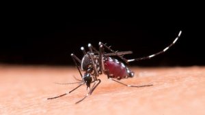 ¿Puede haber casos autóctonos de dengue en Río Negro y Neuquén?