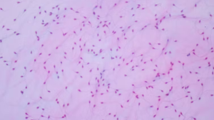 La microbiota también podría desempeñar un papel en la fertilidad del hombre