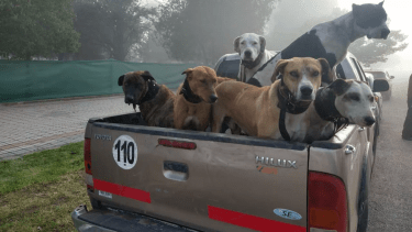 Caza con jauría en La Pampa: autorizaron la participación de niños en los viajes y se desató la polémica