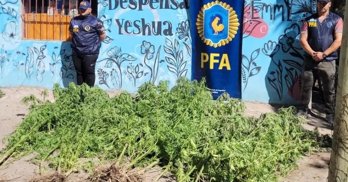 Allanamiento en una chacra de Fernández Oro: cultivaban marihuana ilegalmente thumbnail