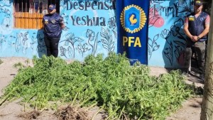 Allanamiento en una chacra de Fernández Oro: cultivaban marihuana ilegalmente