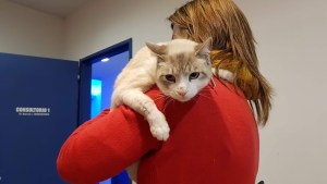 Atención veterinaria gratuita en Roca: tres días para el cuidado integral de perros y gatos