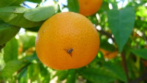 Declaran alerta fitosanitaria por plaga de mosca de los frutos en Entre Ríos y Corrientes