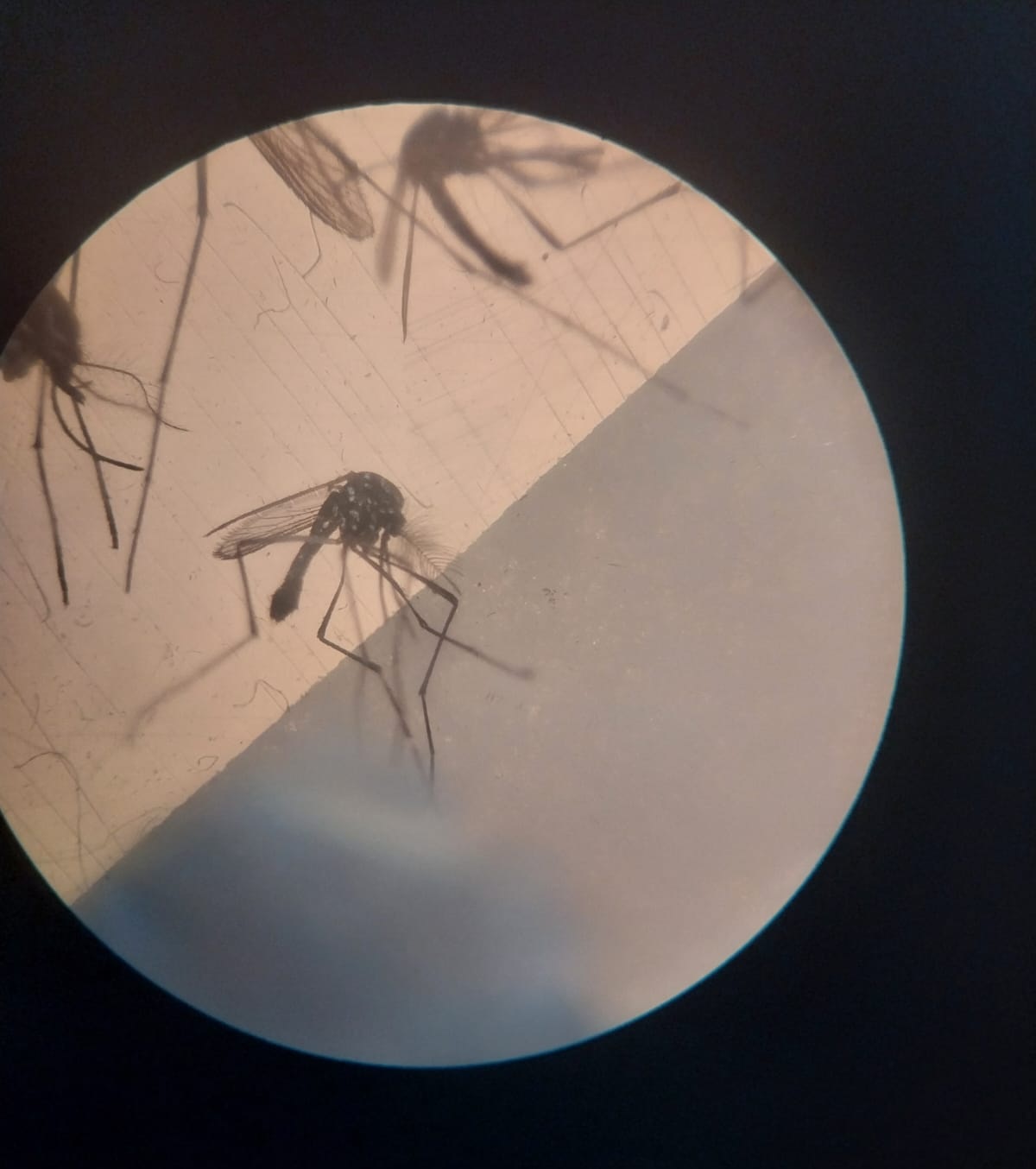 Analizan mosquitos en Plottier para determinar la presencia de dengue 