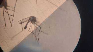 Analizan mosquitos en Plottier para determinar la presencia de dengue 