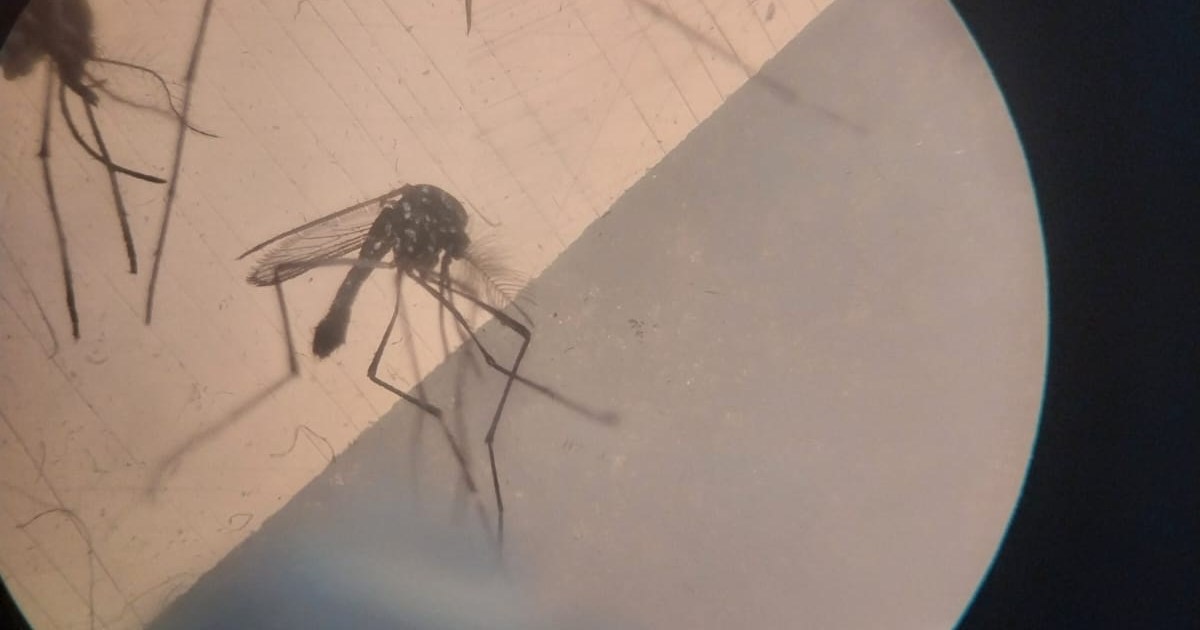 Analizan mosquitos en Plottier para determinar la presencia de dengue thumbnail