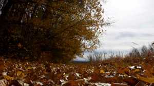 ¿Otoño más cálido en Neuquén y Río Negro? Cómo será la estación más linda del año y qué pasará con las lluvias