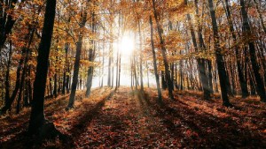 Llega el equinoccio de marzo y se anuncia el otoño: qué es y qué efectos genera en la Tierra
