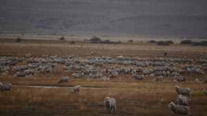 La biodiversidad de los pastizales patagónicos y su valor productivo