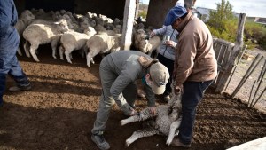 Erradicar la sarna ovina, un objetivo de alta prioridad en Río Negro