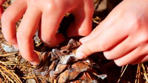 Recolección de piñones en Neuquén: cuáles son los parajes habilitados y qué restricciones hay