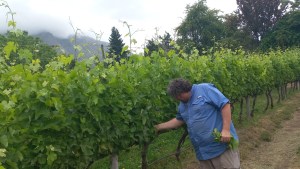 De Bernardi: la bodega rionegrina que produce uno de los cuatro mejores Pinot Noir del país