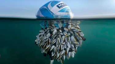 Ryan Stalker se ha convertido en el fotógrafo del año por su toma de un balón de fútbol "vagabundo".