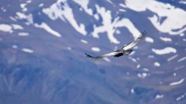 Video | Visitante inesperado: un cóndor sorprendió a todos en la base del Cerro Catedral