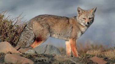 Mágica escapada de otoño al Parque Nacional Patagonia entre guanacos, zorros y cóndores