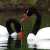 Imagen de Los cisnes de cuello negro volvieron al parque Lago Puelo