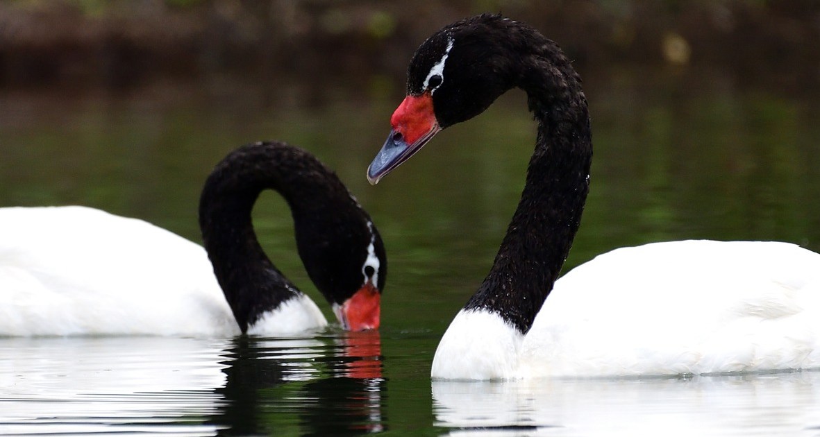 Los cisnes de cuello negro volvieron al parque Lago Puelo thumbnail