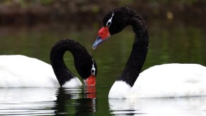 Los cisnes de cuello negro volvieron al parque Lago Puelo