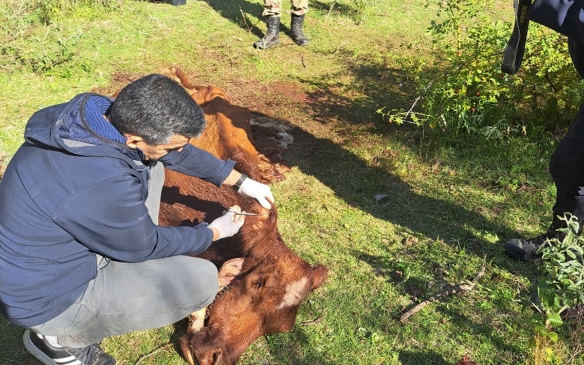 Faenaron una vaca y un sujeto terminó detenido. Foto: Gentileza ANRoca.