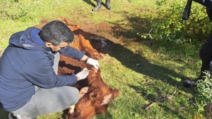 Un hombre terminó detenido por faenar una vaca en Valle Azul