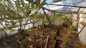 Video: Así descubrió Gendarmería un vivero de marihuana en la zona de Aluminé