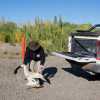 Imagen de Encontraron muerto a un cisne de cuello negro en lo que queda de un humedal en Neuquén
