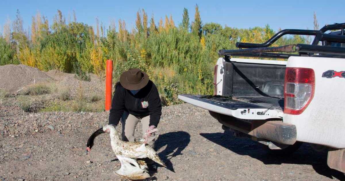 Encontraron muerto a un cisne de cuello negro en lo que queda de un humedal en Neuquén thumbnail