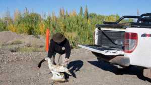 Encontraron muerto a un cisne de cuello negro en lo que queda de un humedal en Neuquén