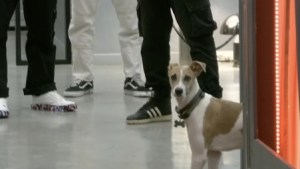 La divertida e inesperada reacción de Arturo, el perro de Gran Hermano, en «Congelados»